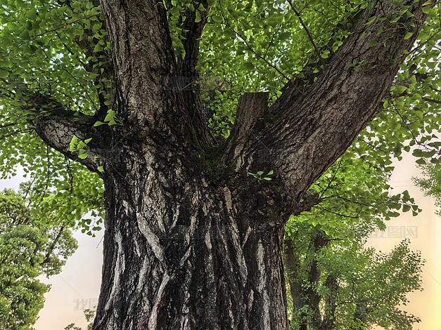 ������ľ��ֲʵ�ĸ�����Ȼ�羰�ز�