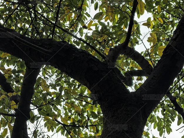 ������ľ��ֲʵ�ĸ�����Ȼ�羰�ز�