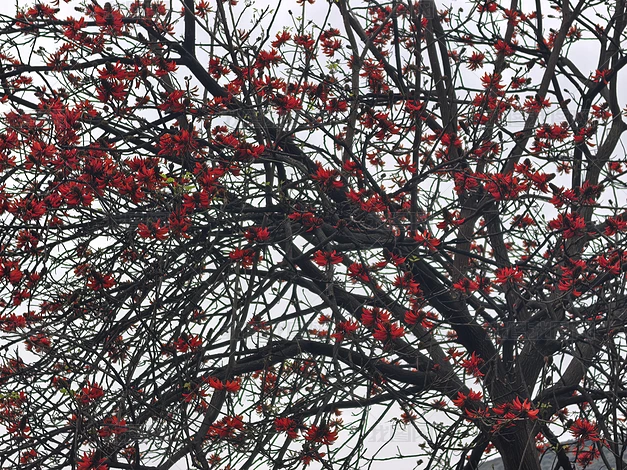 ������ľ��ֲʵ�ĸ�����Ȼ�羰�ز�