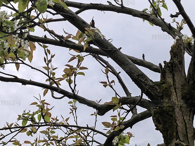 ������ľ��ֲʵ�ĸ�����Ȼ�羰�ز�