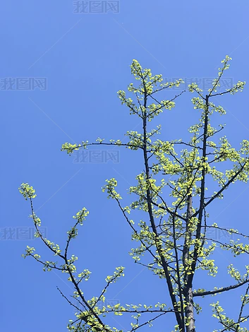 ������ľ��ֲʵ�ĸ�����Ȼ�羰�ز�