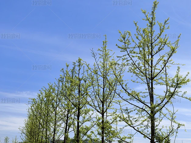 ������ľ��ֲʵ�ĸ�����Ȼ�羰�ز�