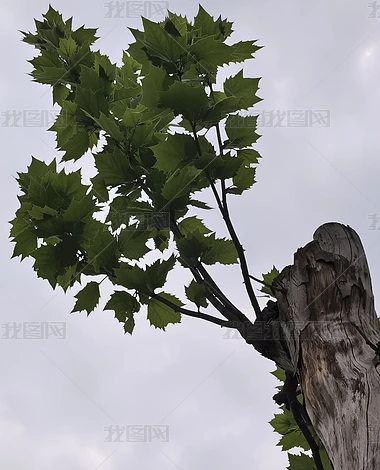 ������ľ��ֲʵ�ĸ�����Ȼ�羰�ز�