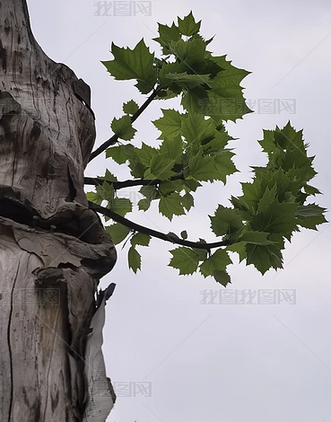 ������ľ��ֲʵ�ĸ�����Ȼ�羰�ز�