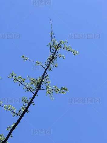 ������ľ��ֲʵ�ĸ�����Ȼ�羰�ز�