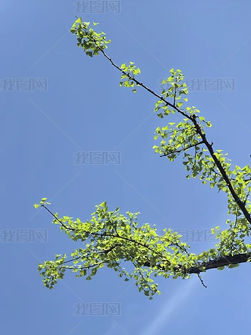 ������ľ��ֲʵ�ĸ�����Ȼ�羰�ز�