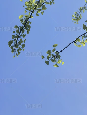 ������ľ��ֲʵ�ĸ�����Ȼ�羰�ز�