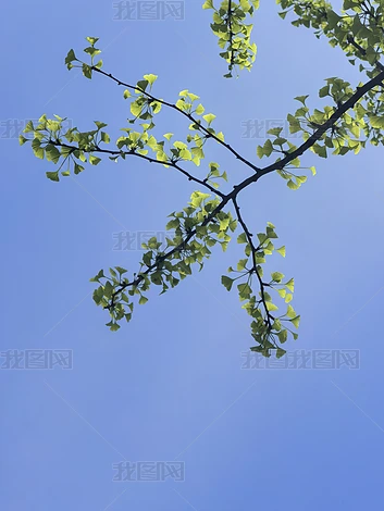 ������ľ��ֲʵ�ĸ�����Ȼ�羰�ز�