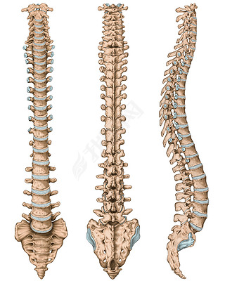 Anatomy of human bony system, human skeletal system, the skeleton, spine, columna vertebralis, verte