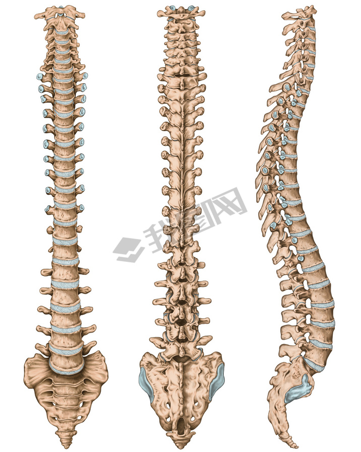 Anatomy of human bony system, human skeletal system, the skeleton, spine, columna vertebralis, verte