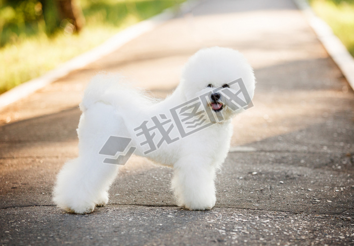 Bichon frize on nature background