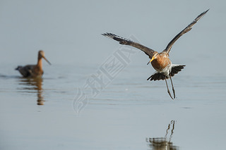 β godwits