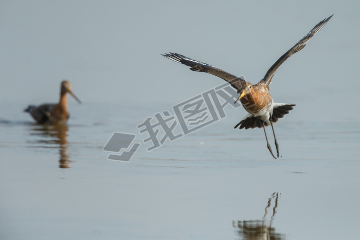 β godwits