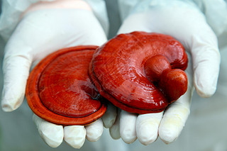 Fresh Lingzhi mushroom (Ganoderma lucidum) in hand with white gl