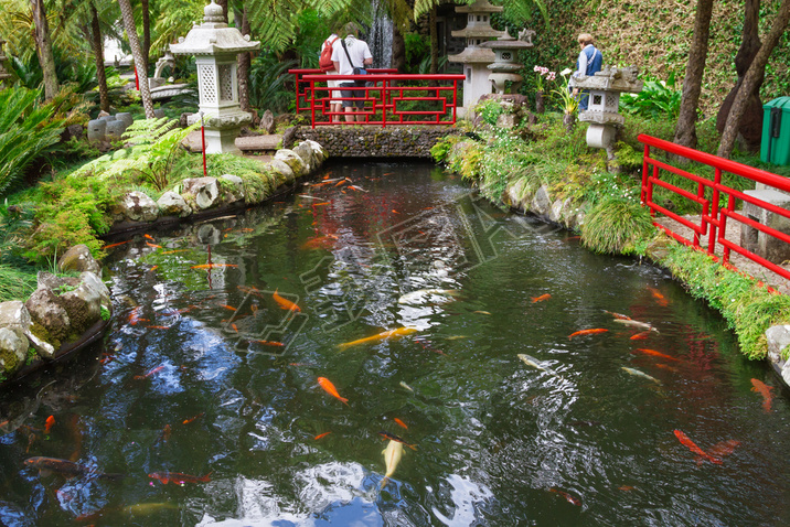 Lake with Koi fish in Tropical Garden Monte Palace. Funchal, Madeira, Portugal