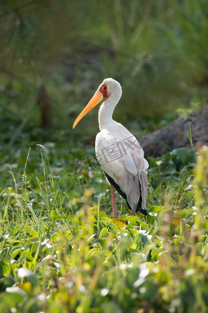 Elephant stork in profile looking at camera