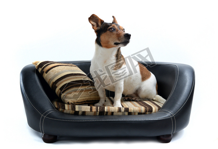 Jack Russell Terrier sitting on Luxury Dog Bed