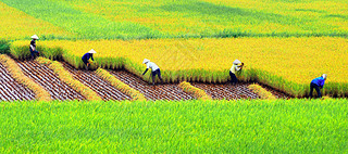 Farmers harvesting on rice field, HaNoi, Vietnam.