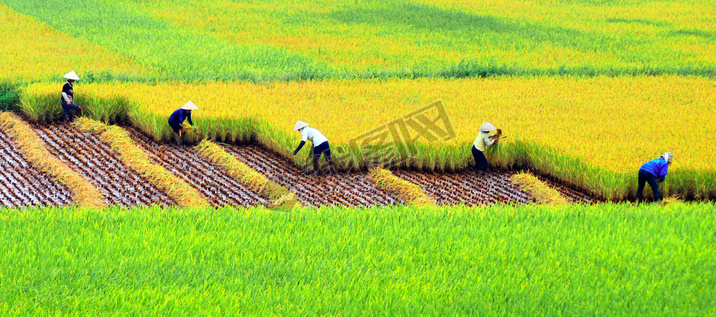 Farmers harvesting on rice field, HaNoi, Vietnam.