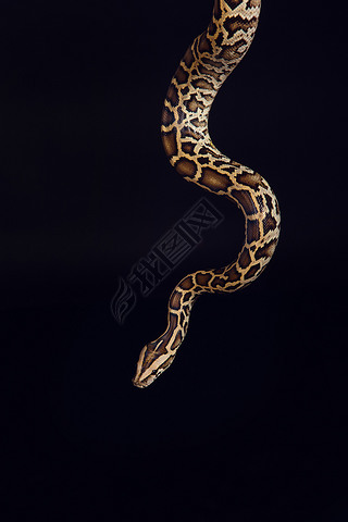 tiger python, black and yellow, against black background