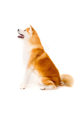  inu