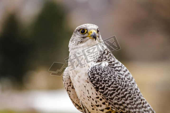 ڶ Gerfalcon