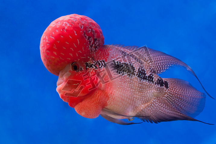 Flowerhorn 