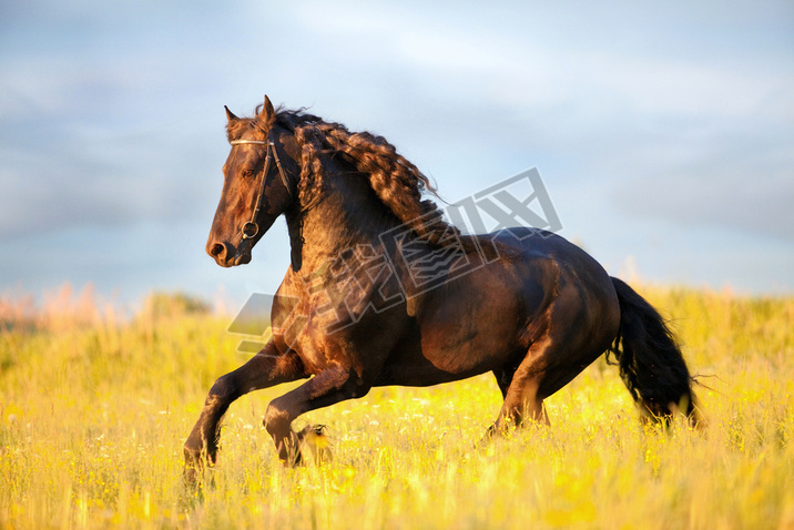  friesian ܳ۳ֶ