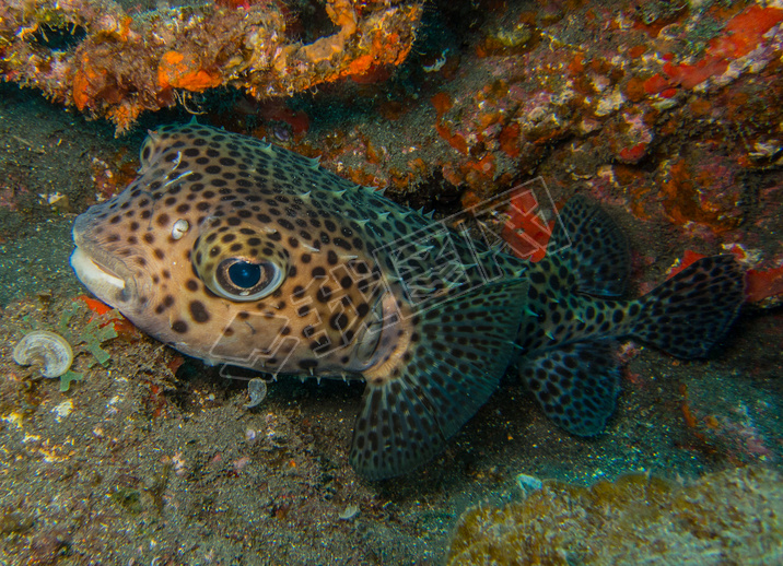 Porcupinefish (׶㻢)