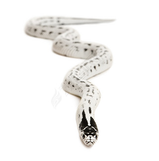 lampropeltis getula californiaeڰɫǰ kingsnake