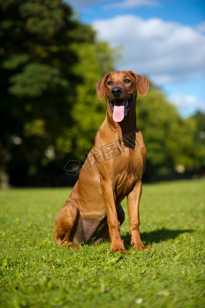 Ĺ޵ ridgeback С