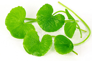 ӡ pennywort (ѩ (L.) ) ̲ҩֲ.