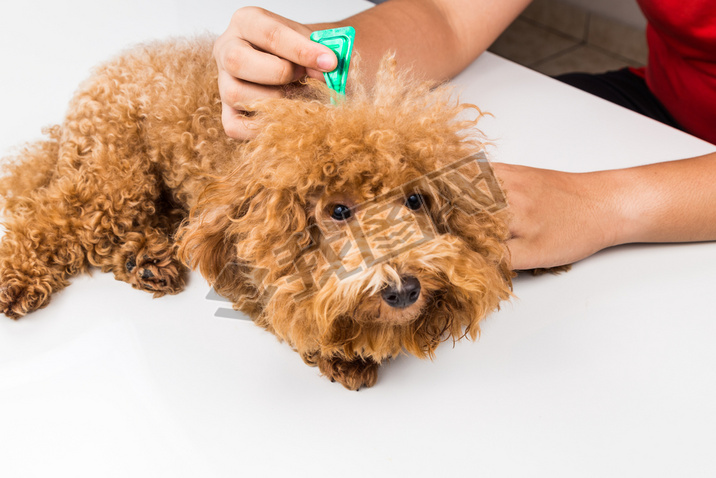 Vet applying ticks, lice and mites control medicine on dog