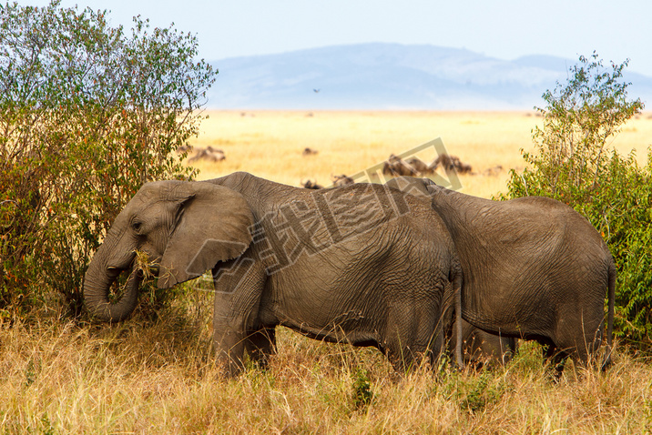 Adult african bush elephants grazing in African sanna