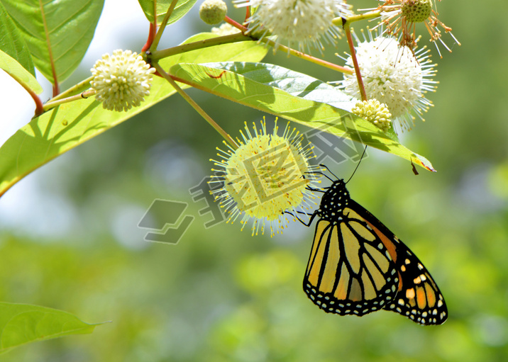  danaus plexippus