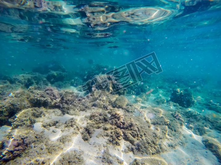 seaweeds and rocks in Sardinia