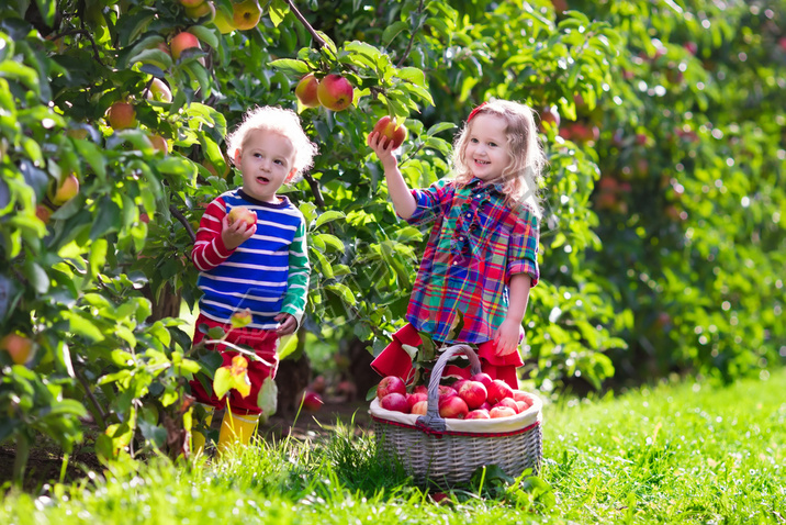 Kids picking fresh apples from tree in a fruit orchard