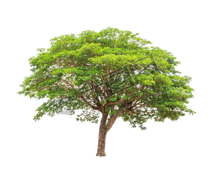 Rain tree (Albizia saman), tropical tree in the northeast of Tha