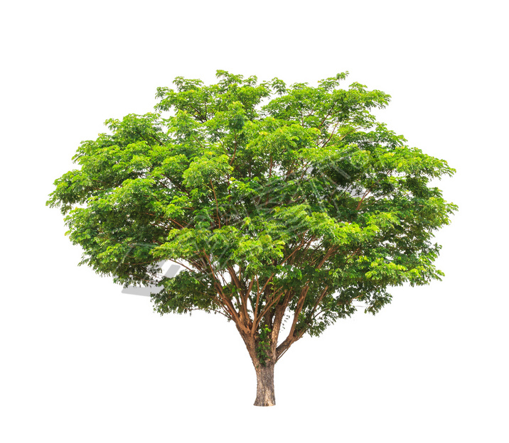Rain tree (Albizia saman), tropical tree in the northeast of Tha