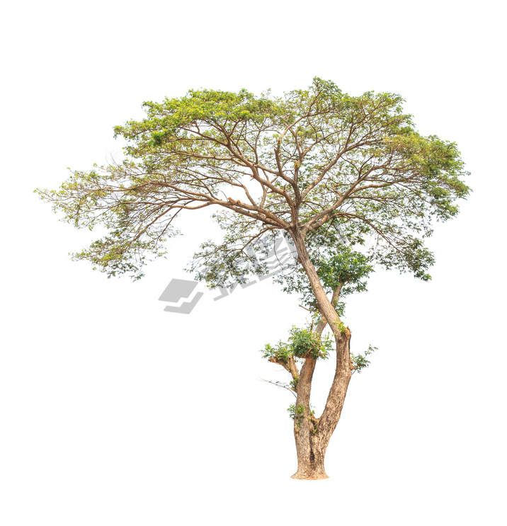 Rain tree (Albizia saman), tropical tree in the northeast of Tha