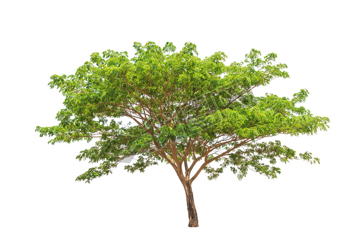 Rain tree (Albizia saman), tropical tree in the northeast of Tha