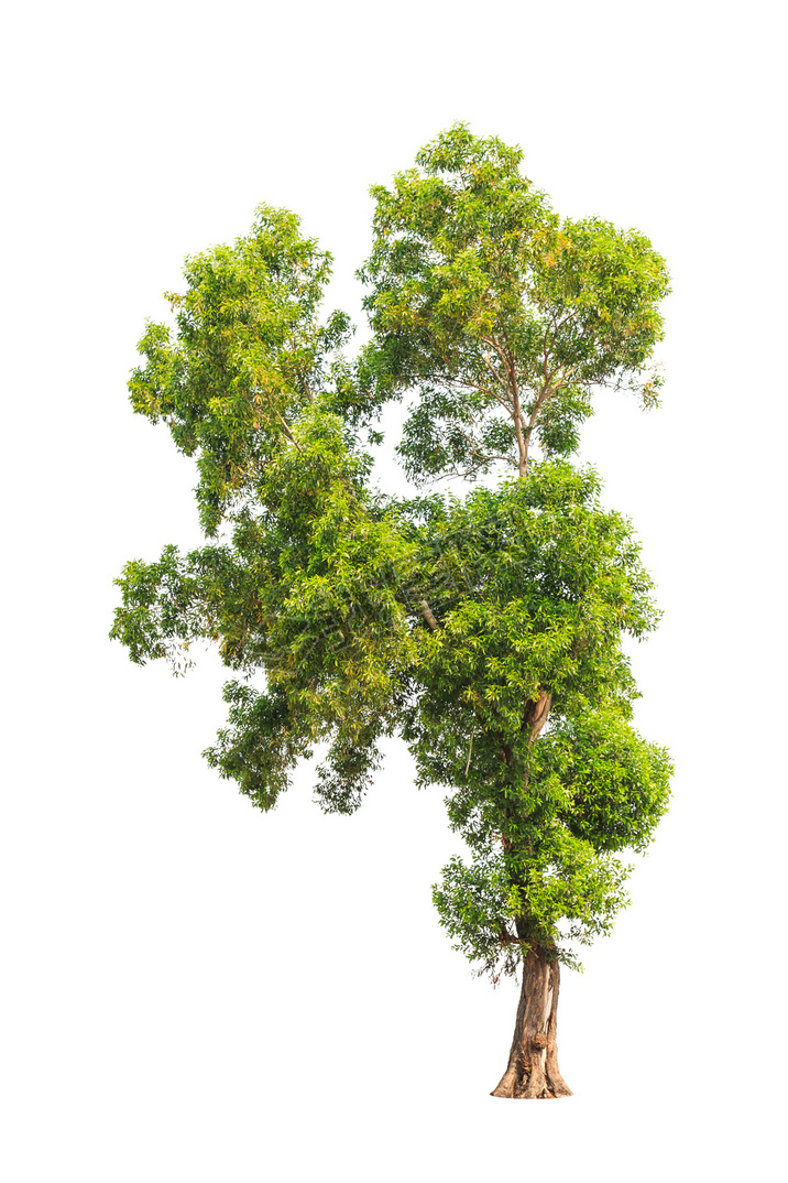 Acacia auriculiformis, commonly known as Auri, Earleaf acacia, E