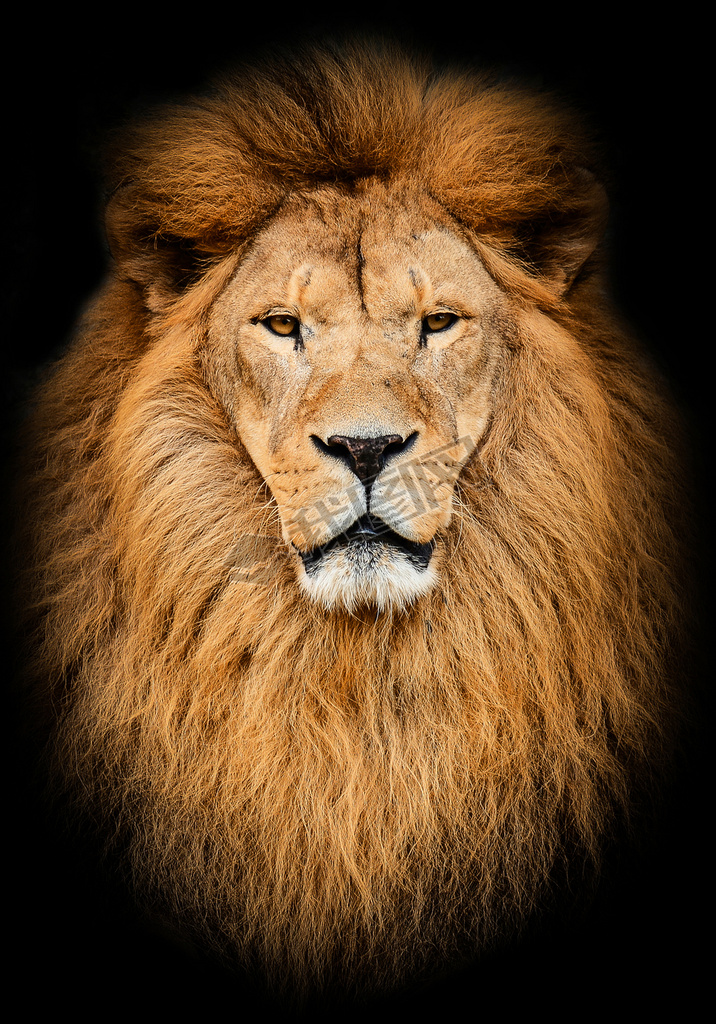 portr?tt stora vackra afrikanska lejon mot svart backg