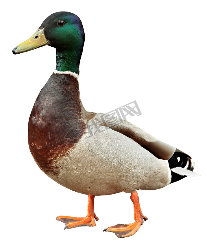 Mallard Duckпݷʽɫʰ쵵ҰѼΪɫ