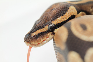  python 