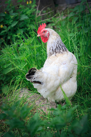 white hen on grass