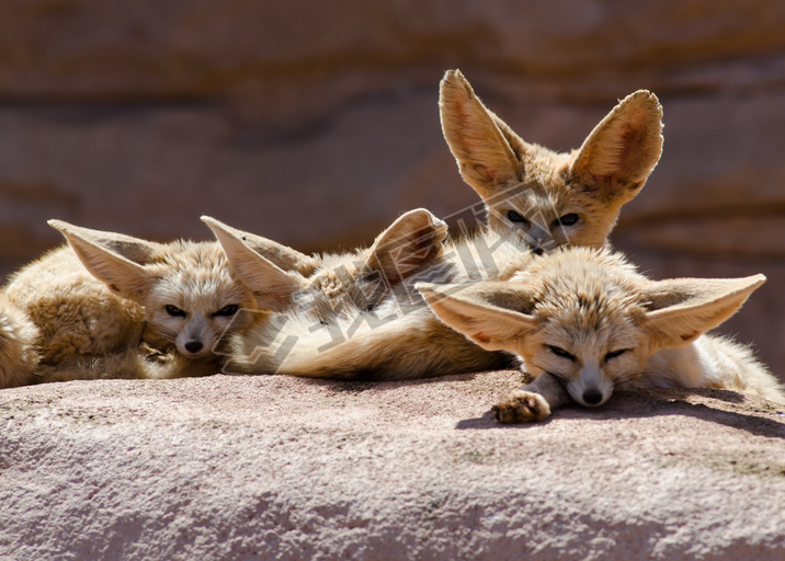 fennec Ħ