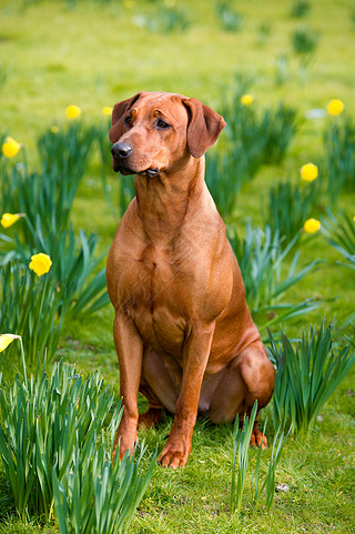 ڴֿɰ޵ ridgeback 