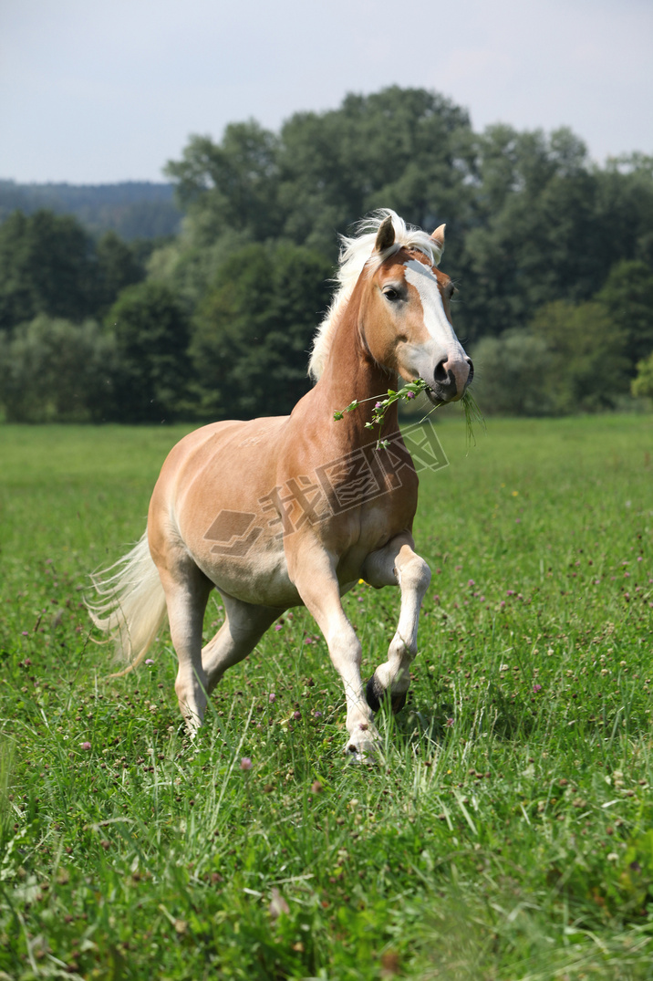 гԲݵͬʱе haflinger