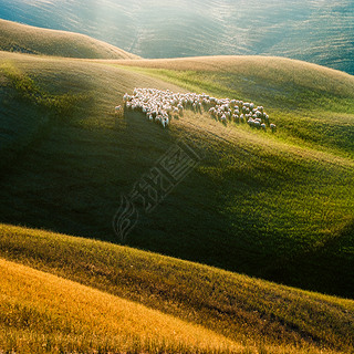 Tuscan sheep grazed on wy field in a beautiful light.